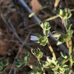 Campanula erinus Flower
