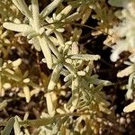 Teucrium dunense List