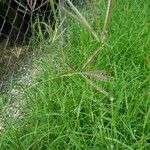 Dichanthium annulatum Blad