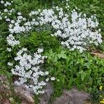 Cerastium tomentosum Hábito