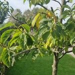 Halesia carolinaLeaf