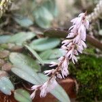 Bulbophyllum oxychilum