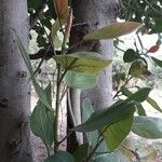 Ficus benghalensis Blad
