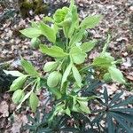 Helleborus foetidus Kwiat