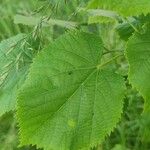 Tilia dasystyla List