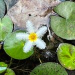 Nymphoides indica Maua