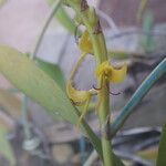 Bulbophyllum sandersonii