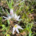 Nothoscordum bivalve 花