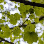 Acer opalus Leaf