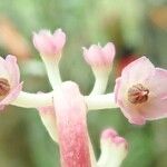 Tapeinosperma robustum Flor