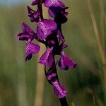 Anacamptis palustris Floare