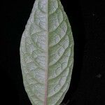 Herpetacanthus panamensis Liść
