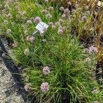 Allium angulosum Habit