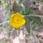 Ranunculus lanuginosus Floro