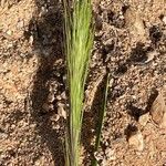 Aristida adoensis Blüte