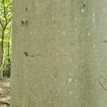 Fagus grandifolia Bark