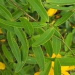 Senna macranthera Leaf