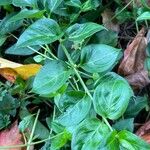 Vinca difformis Leaf