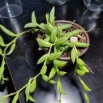 Senecio radicans Hoja