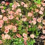 Diascia rigescensFlower