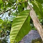 Sloanea synandra Leaf