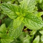 Mentha × rotundifoliaLeht