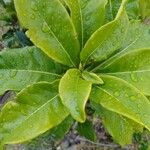 Pittosporum cherrieri Leaf