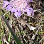 Scabiosa canescens Blüte