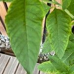 Atropa belladonna Leaf