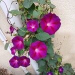 Ipomoea purpureaFiore