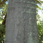 Gnetum gnemon Bark