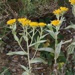 Inula helenioides Habitus