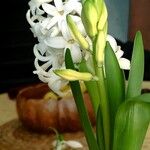 Hyacinthus orientalisBlomst