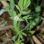 Lysimachia linum-stellatum Buveinė