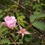 Rosa montana अन्य