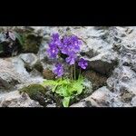 Pinguicula grandiflora Fula
