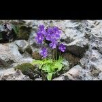 Pinguicula grandiflora Кветка