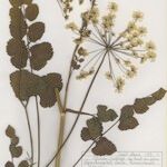 Pimpinella peregrina Хабит