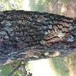 Quercus marilandica Bark