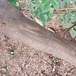 Vigna vexillata Casca
