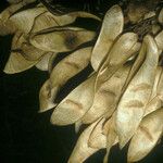 Diplotropis purpurea Fruto