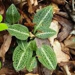 Goodyera pubescens Blatt