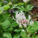 Trifolium clypeatum Kukka