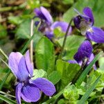 Viola odorata Flower