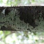 Lacmellea aculeata Lubje