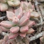 Sedum mendozae 叶