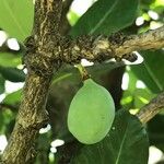 Garcinia livingstonei Fruit