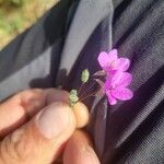 Erodium acaule Flor