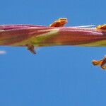 Bromopsis erecta Квітка