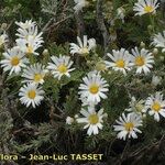 Argyranthemum adauctum Flower